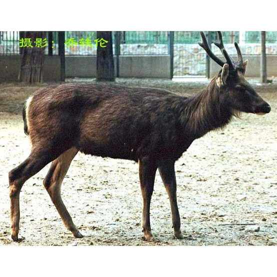 Cervus unicolor Фото №4