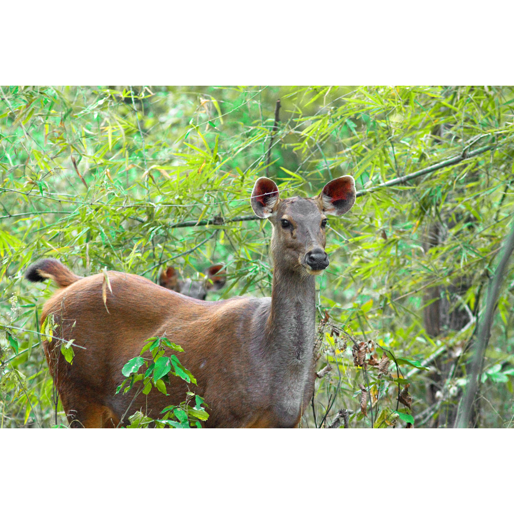 Cervus unicolor Фото №6