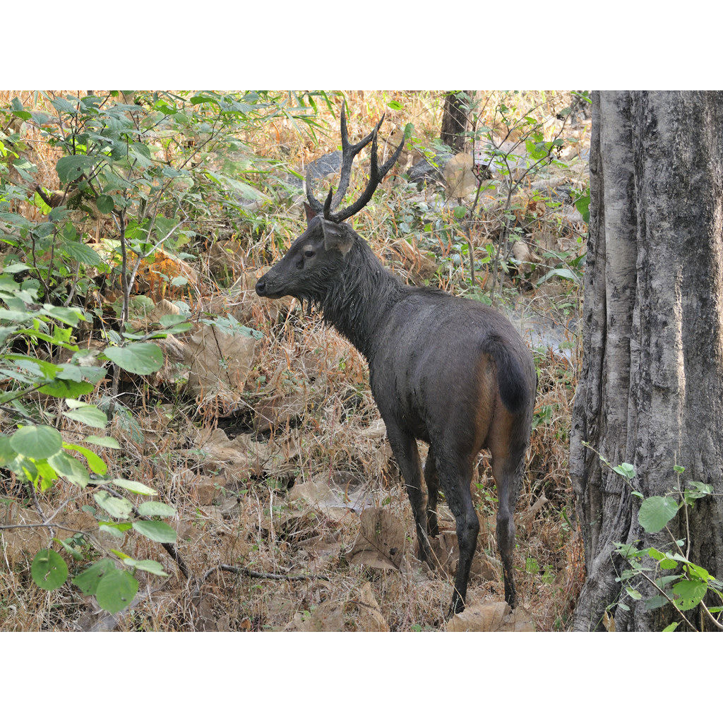 Cervus unicolor Фото №7