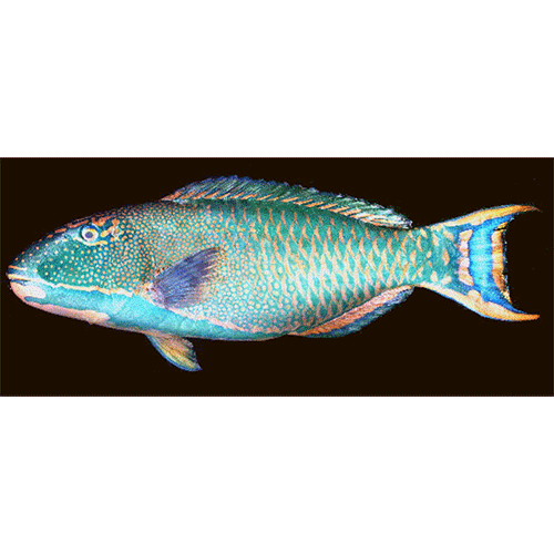 Род Cetoscarus фото