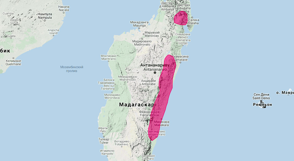 Madagascar Free-Tailed Bat (Chaerephon atsinanana) Ареал обитания на карте