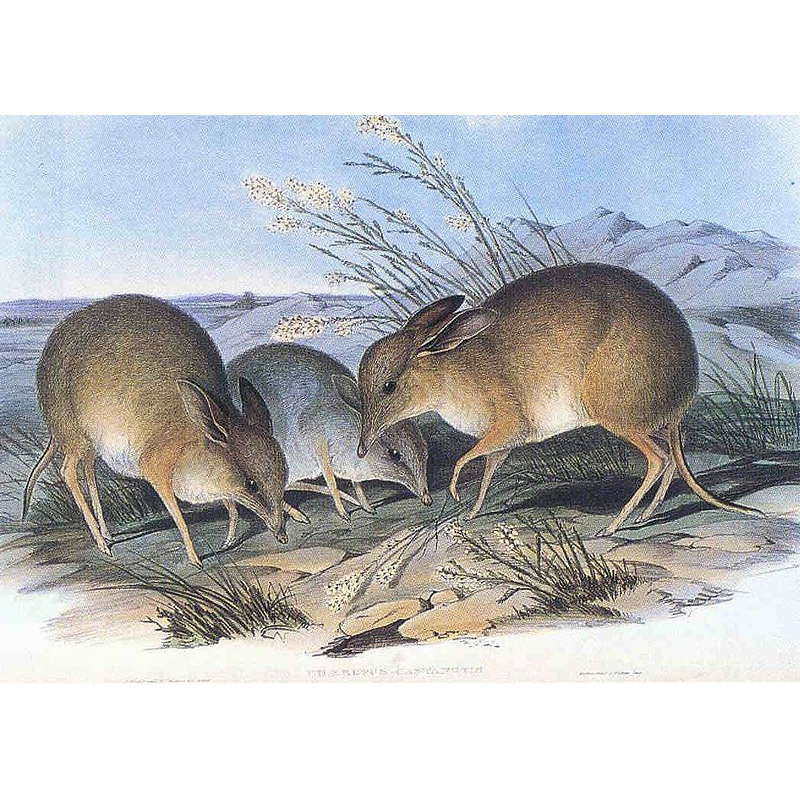 †Свиноногий бандикут (Chaeropus ecaudatus) Фото №2