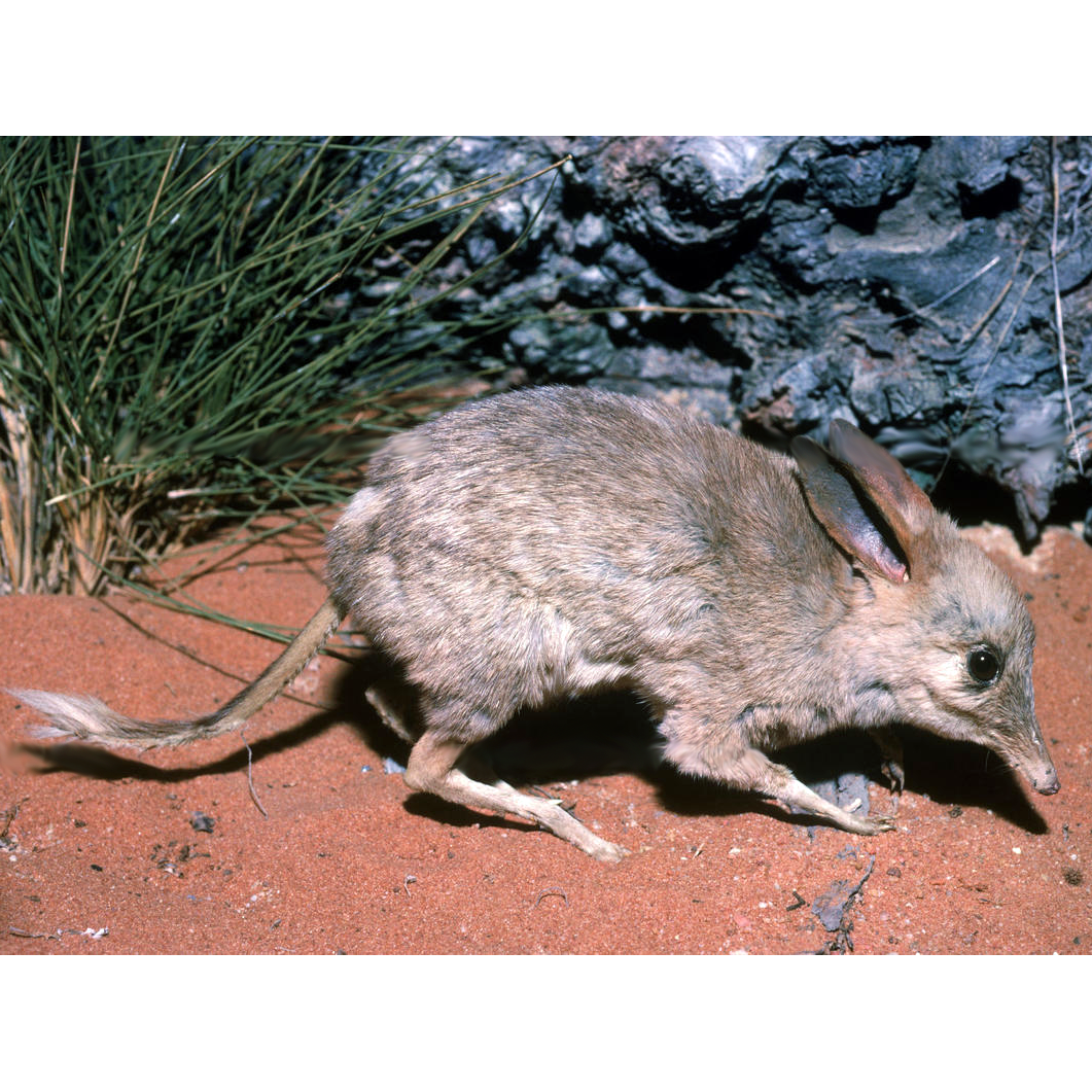 †Свиноногий бандикут (Chaeropus ecaudatus) Фото №1