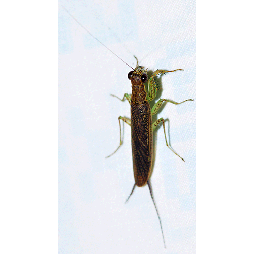 Семейство Chaeteessidae фото