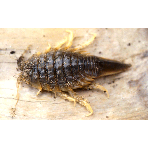 Семейство Chaetiliidae фото
