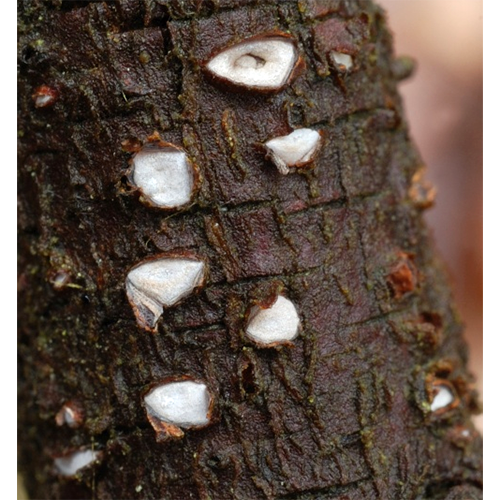 Отряд Chaetomellales фото