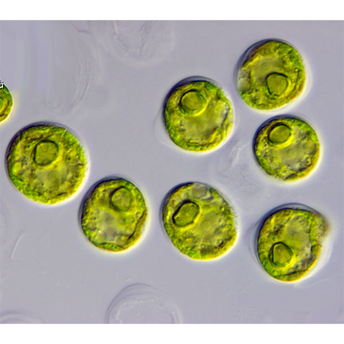 Семейство Chaetopeltidaceae фото