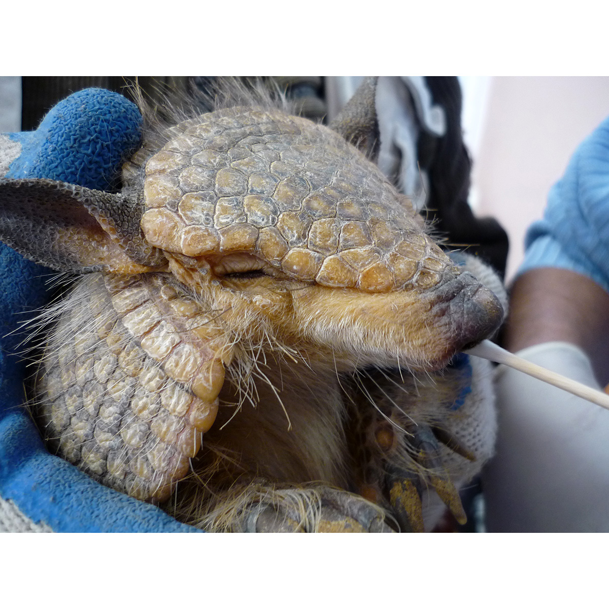 Чилийский броненосец (Chaetophractus nationi) Фото №10