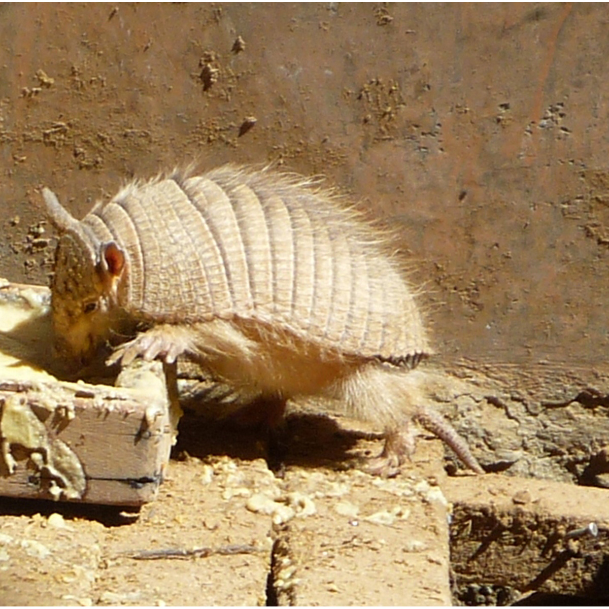 Чилийский броненосец (Chaetophractus nationi) Фото №2