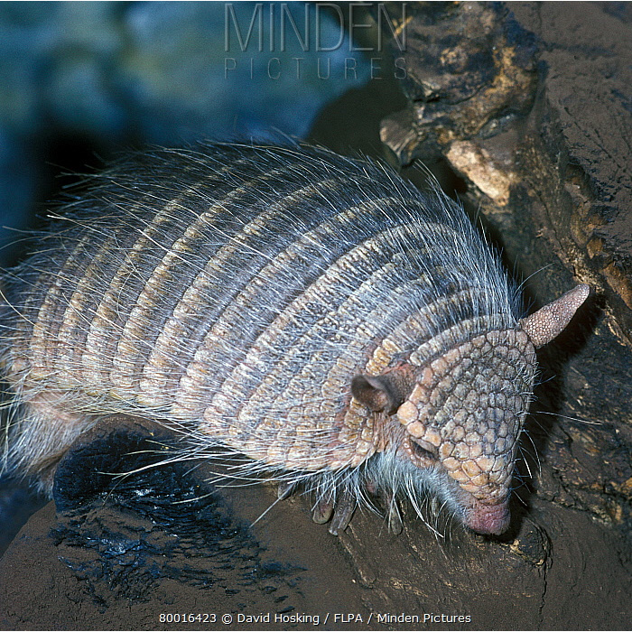 Чилийский броненосец (Chaetophractus nationi) Фото №5