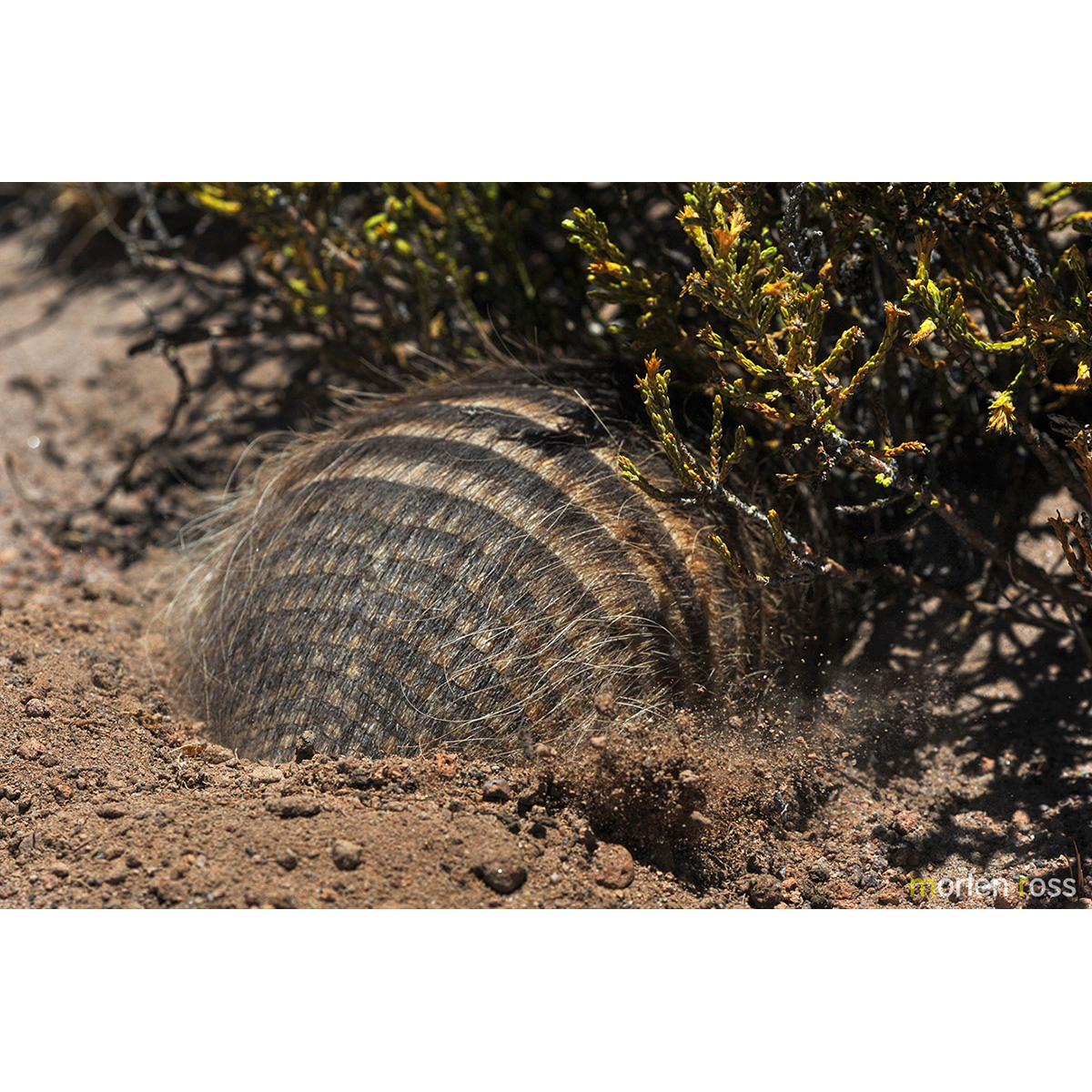 Чилийский броненосец (Chaetophractus nationi) Фото №6