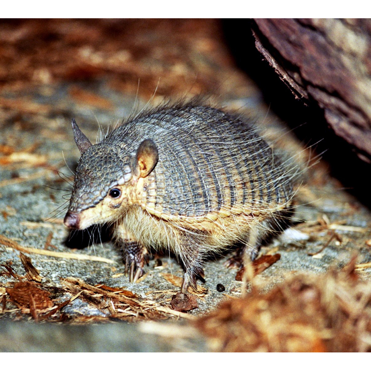 Длинноволосый броненосец (Chaetophractus vellerosus) Фото №10
