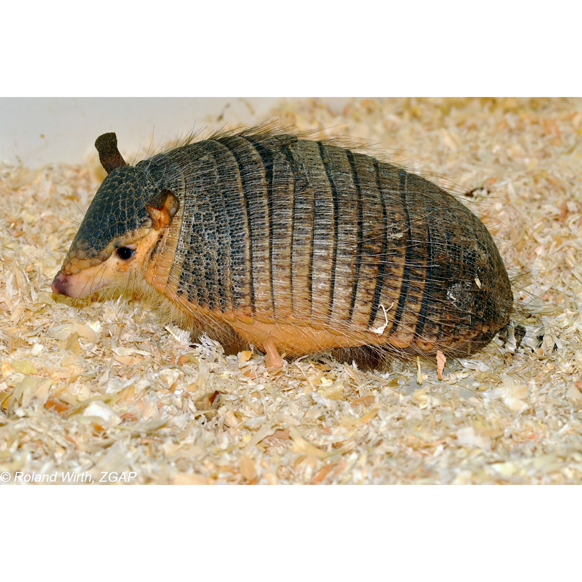 Длинноволосый броненосец (Chaetophractus vellerosus) Фото №2