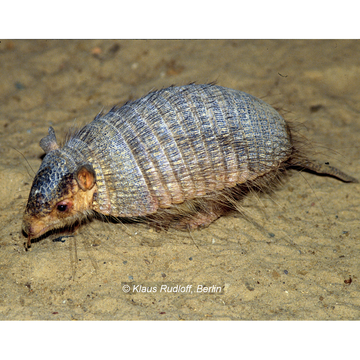 Длинноволосый броненосец (Chaetophractus vellerosus) Фото №4