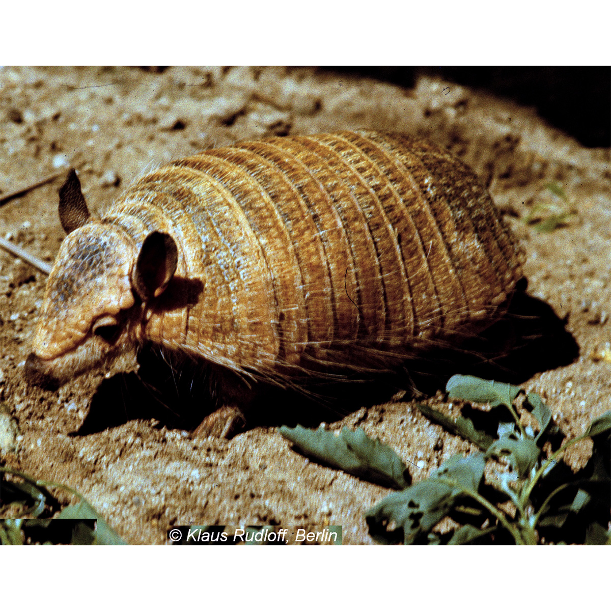 Длинноволосый броненосец (Chaetophractus vellerosus) Фото №5