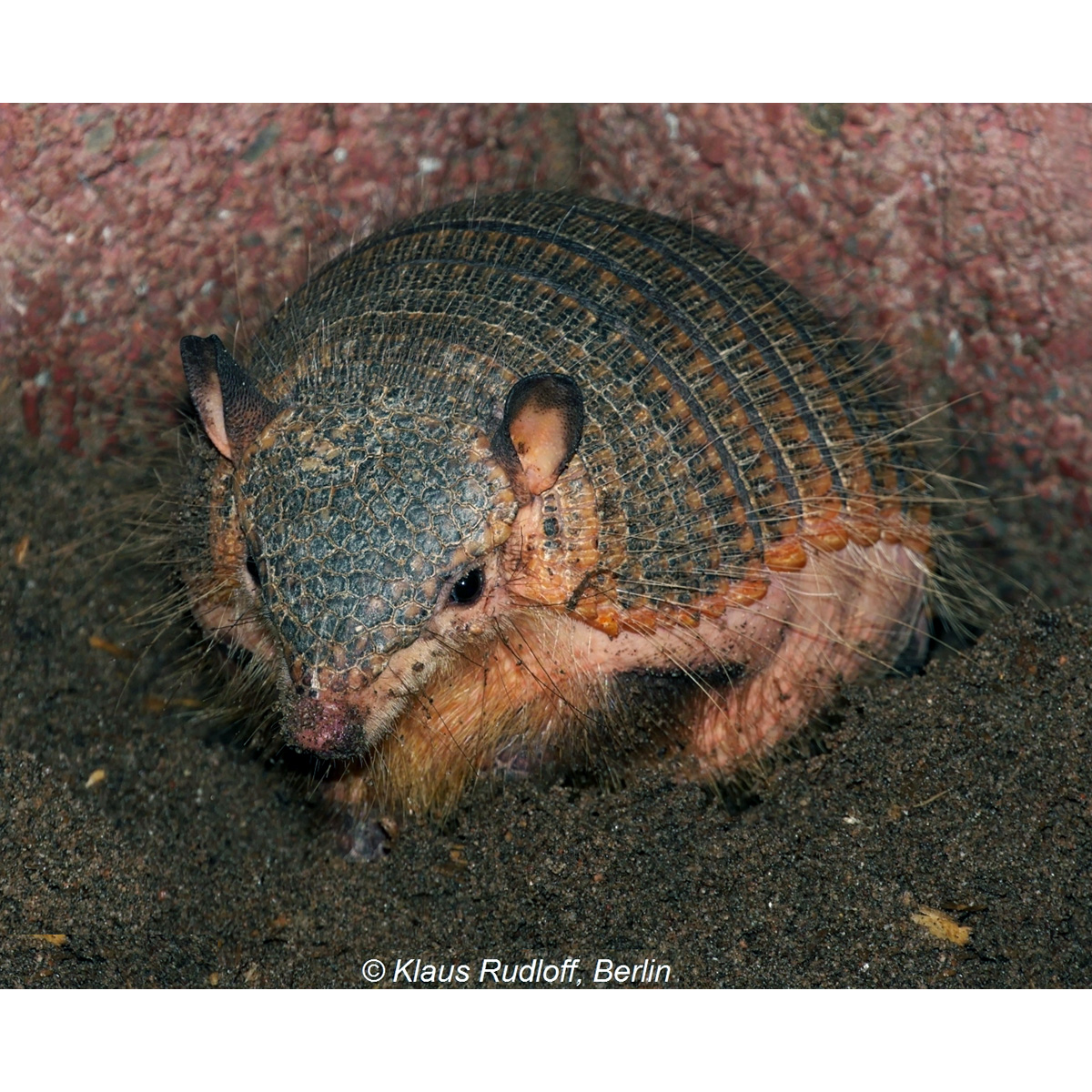 Длинноволосый броненосец (Chaetophractus vellerosus) Фото №9