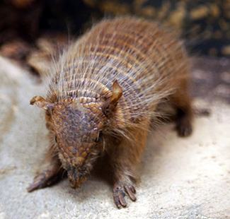 Chaetophractus vellerosus pannosus