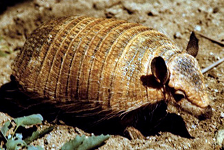 Chaetophractus vellerosus vellerosus