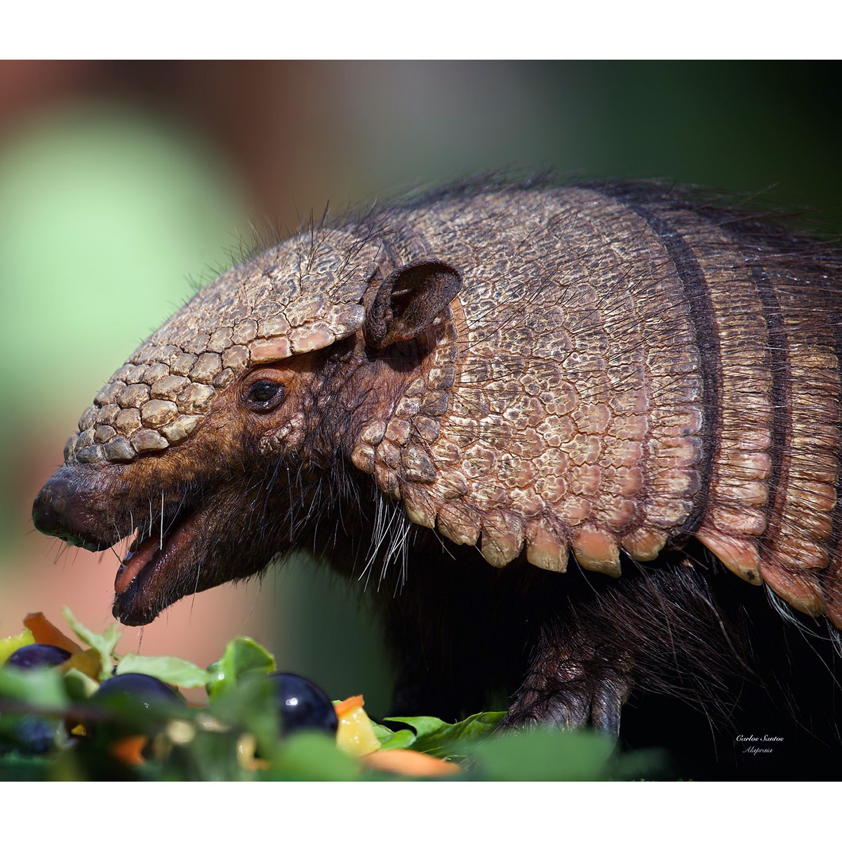 Щетинистый броненосец (Chaetophractus villosus) Фото №10