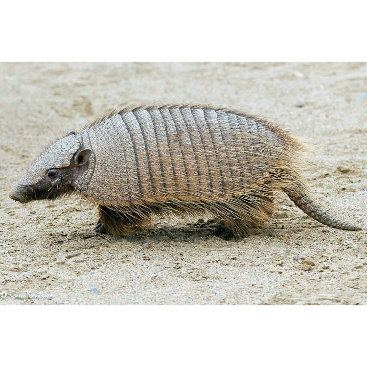 Щетинистый броненосец (Chaetophractus villosus) Фото №2
