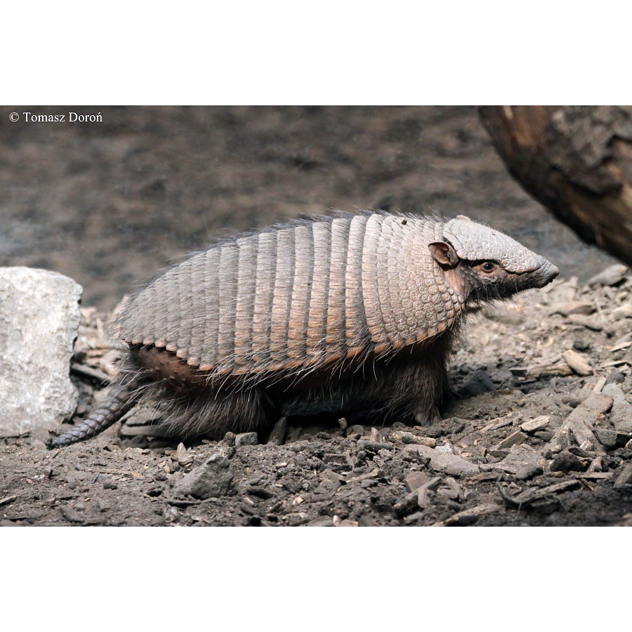 Щетинистый броненосец (Chaetophractus villosus) Фото №3
