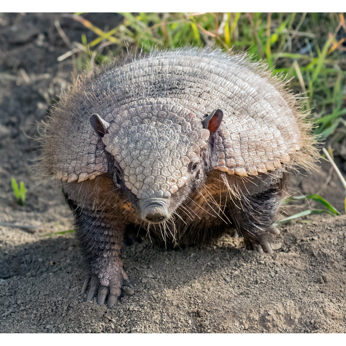 Щетинистый броненосец (Chaetophractus villosus) Фото №5