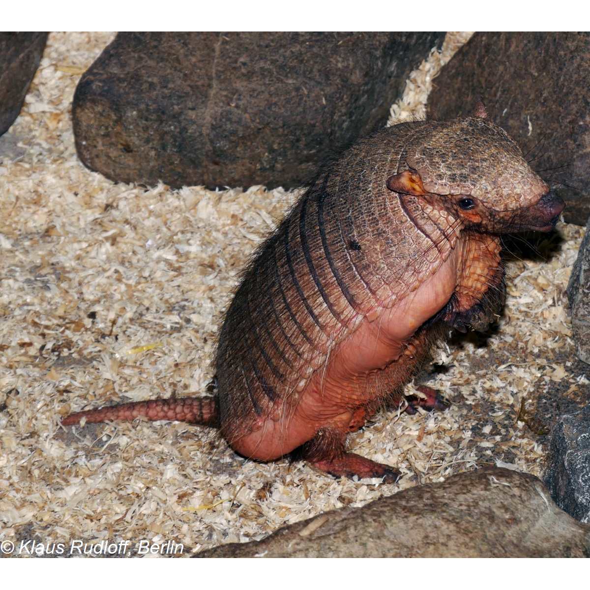 Щетинистый броненосец (Chaetophractus villosus) Фото №6