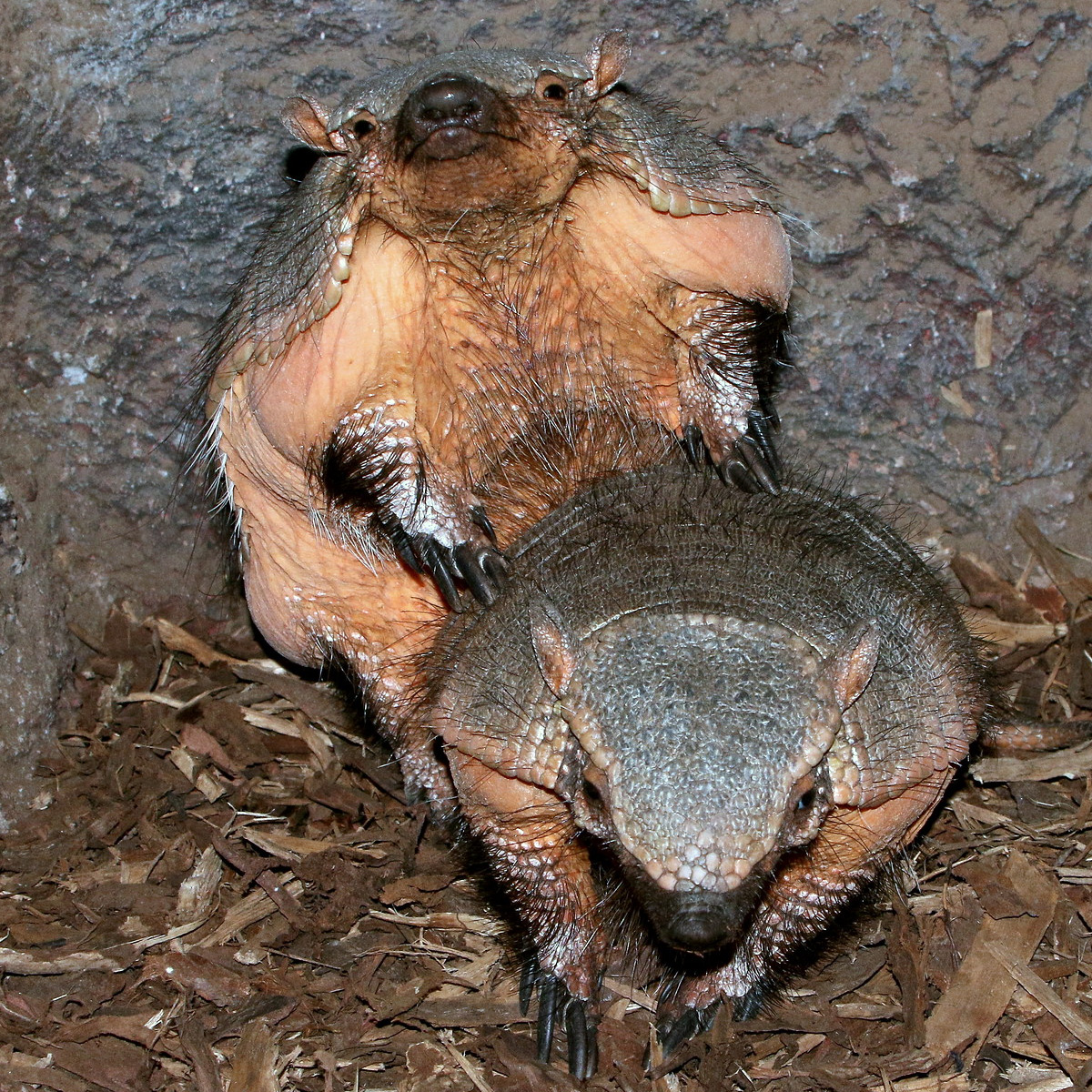 Щетинистый броненосец (Chaetophractus villosus) Фото №7