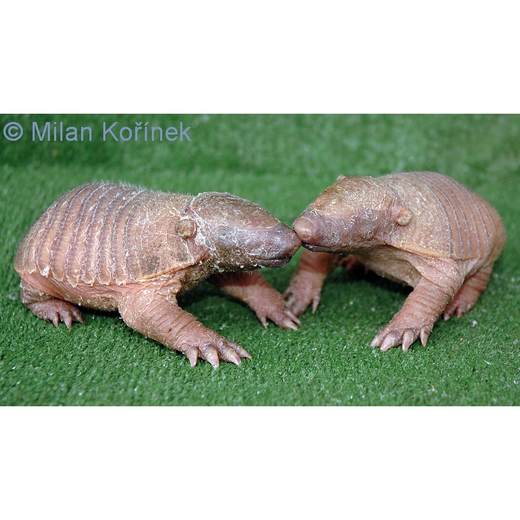 Щетинистый броненосец (Chaetophractus villosus) Фото №8