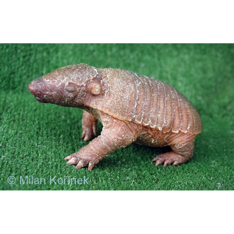 Щетинистый броненосец (Chaetophractus villosus) Фото №9