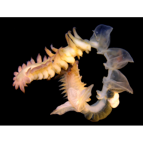 Семейство Chaetopteridae фото
