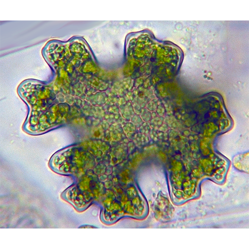 Семейство Chaetosiphonaceae фото