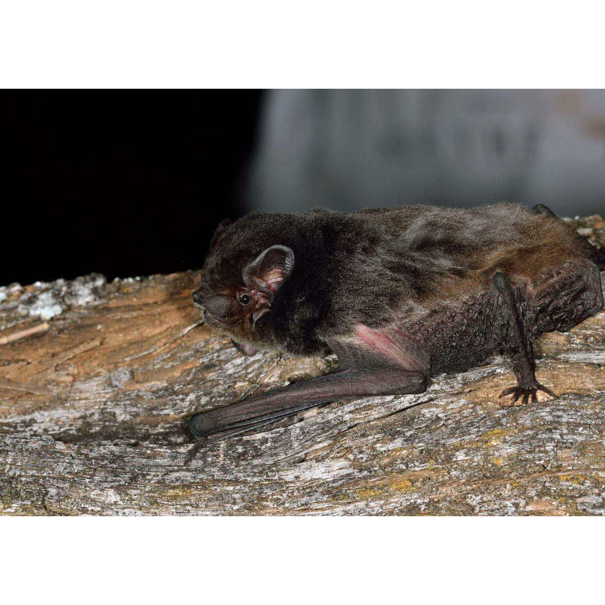 Выростогуб Гульда (Chalinolobus gouldii) Фото №2