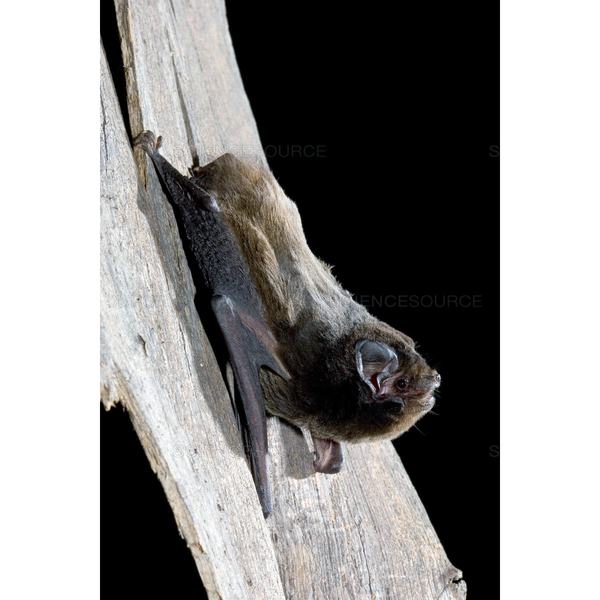 Выростогуб Гульда (Chalinolobus gouldii) Фото №3