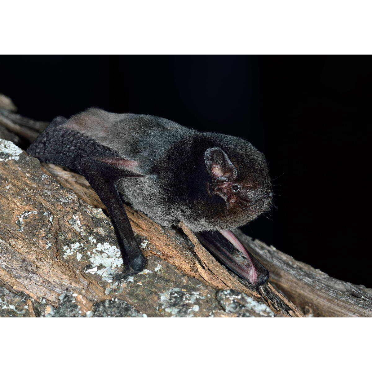 Выростогуб Гульда (Chalinolobus gouldii) Фото №5