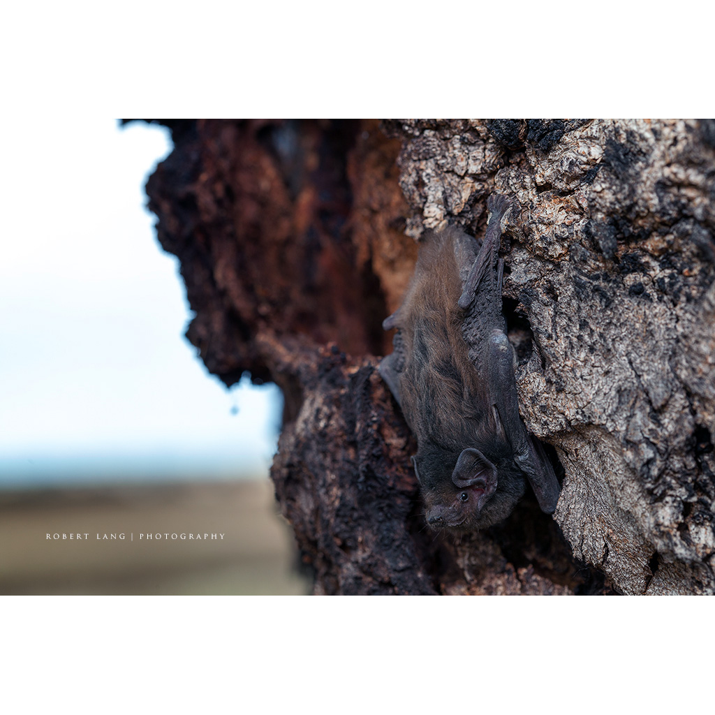 Выростогуб Гульда (Chalinolobus gouldii) Фото №6