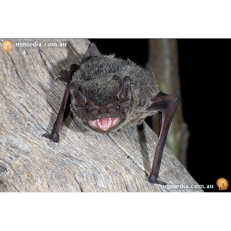 Чёрно-серый выростогуб (Chalinolobus nigrogriseus) Фото №6