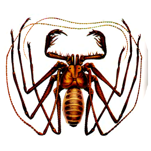 Семейство Charinoidea фото