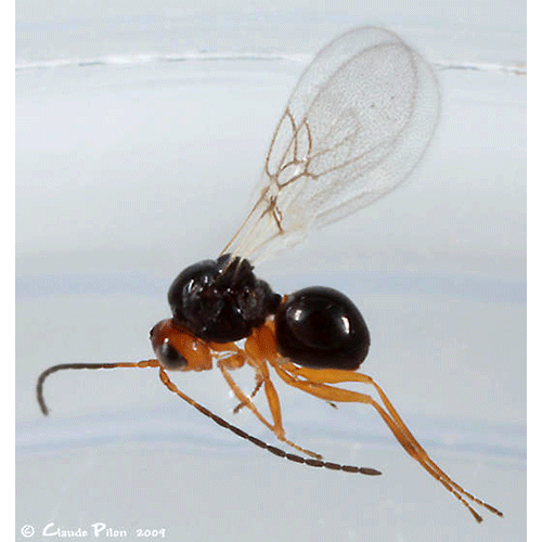 Семейство Charipidae фото