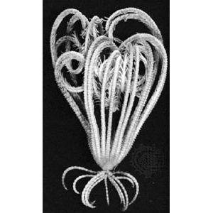 Семейство Charitometridae  фото