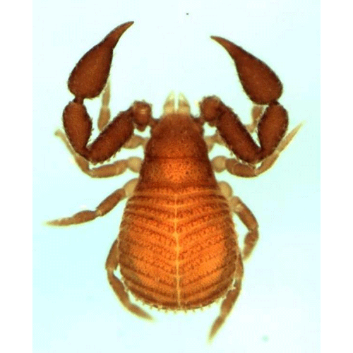 Семейство Cheiridioidea фото