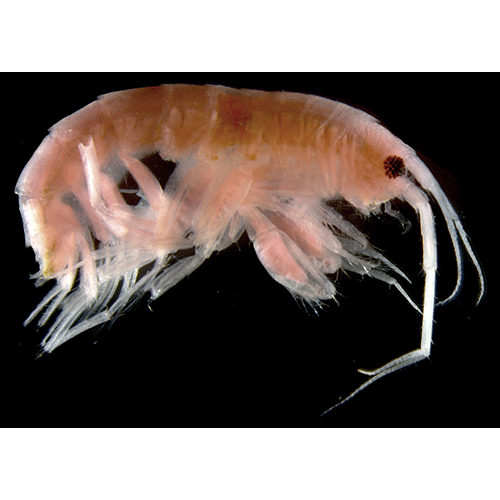 Семейство Cheirocratidae фото
