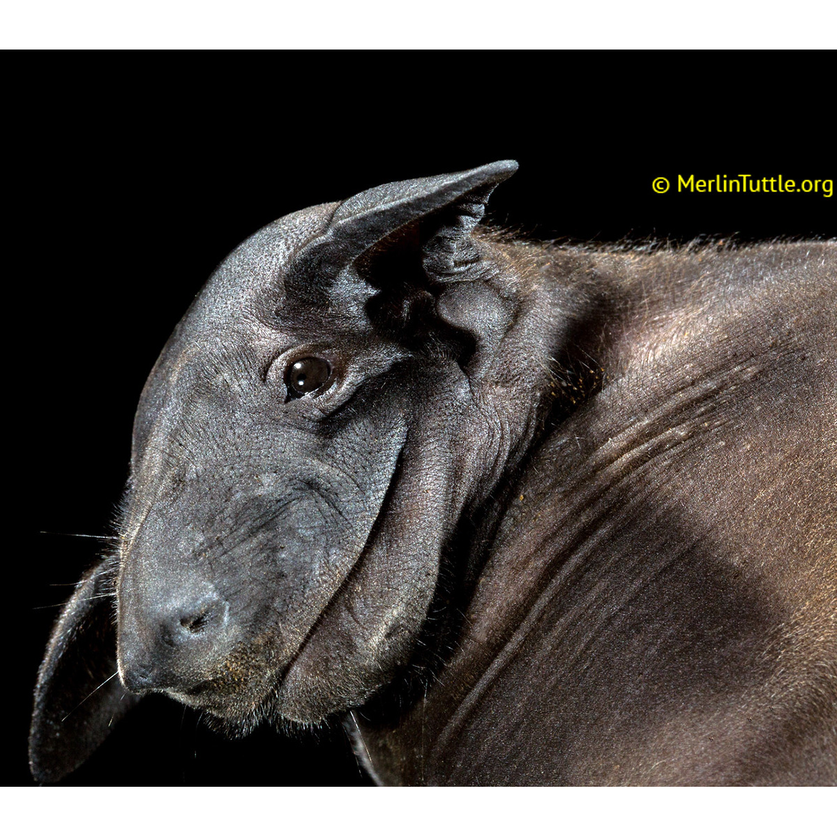 Голокожая летучая мышь (Cheiromeles torquatus) Фото №10