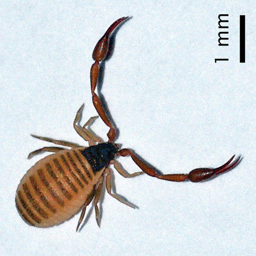 Семейство Cheliferoidea фото