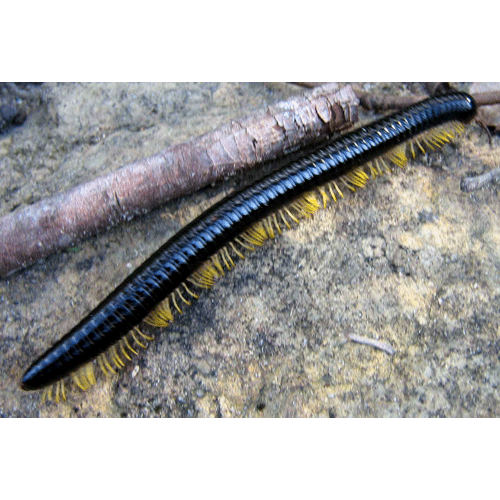 Семейство Chelodesmidae фото