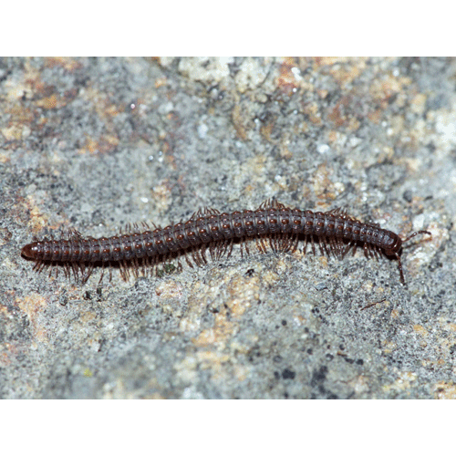 Семейство Chelojulidae фото