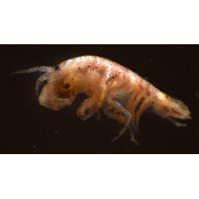 Семейство Cheluridae фото