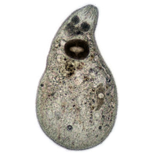 Семейство Childiidae  фото