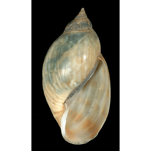 Семейство Chilinoidea  фото