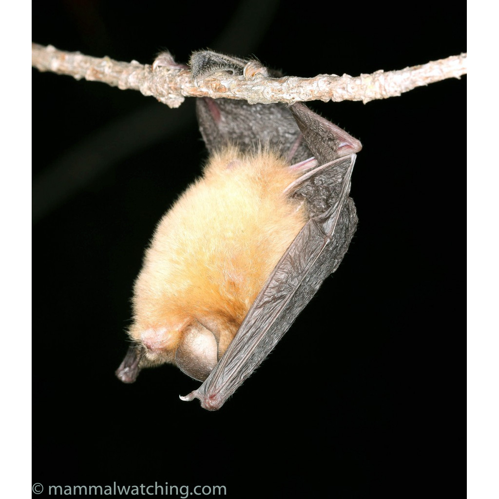 Ямайский воронкоух (Chilonatalus micropus) Фото №2